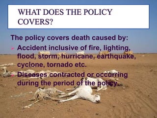 The policy covers death caused by:
 Accident inclusive of fire, lighting,
flood, storm, hurricane, earthquake,
cyclone, tornado etc.
 Diseases contracted or occurring
during the period of the policy.
 