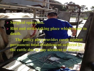  Surgical operation.
 Riot and strike taking place which cause to
death.
The policy also provides cover against
permanent total disablement suffered by
the cattle due to any accident or illness.
 