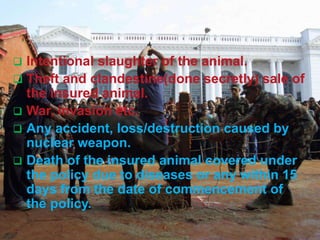  Intentional slaughter of the animal.
 Theft and clandestine(done secretly) sale of
the insured animal.
 War, invasion etc.
 Any accident, loss/destruction caused by
nuclear weapon.
 Death of the insured animal covered under
the policy due to diseases or any within 15
days from the date of commencement of
the policy.
 