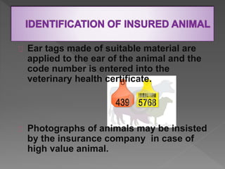 Ear tags made of suitable material are
applied to the ear of the animal and the
code number is entered into the
veterinary health certificate.
Photographs of animals may be insisted
by the insurance company in case of
high value animal.
 