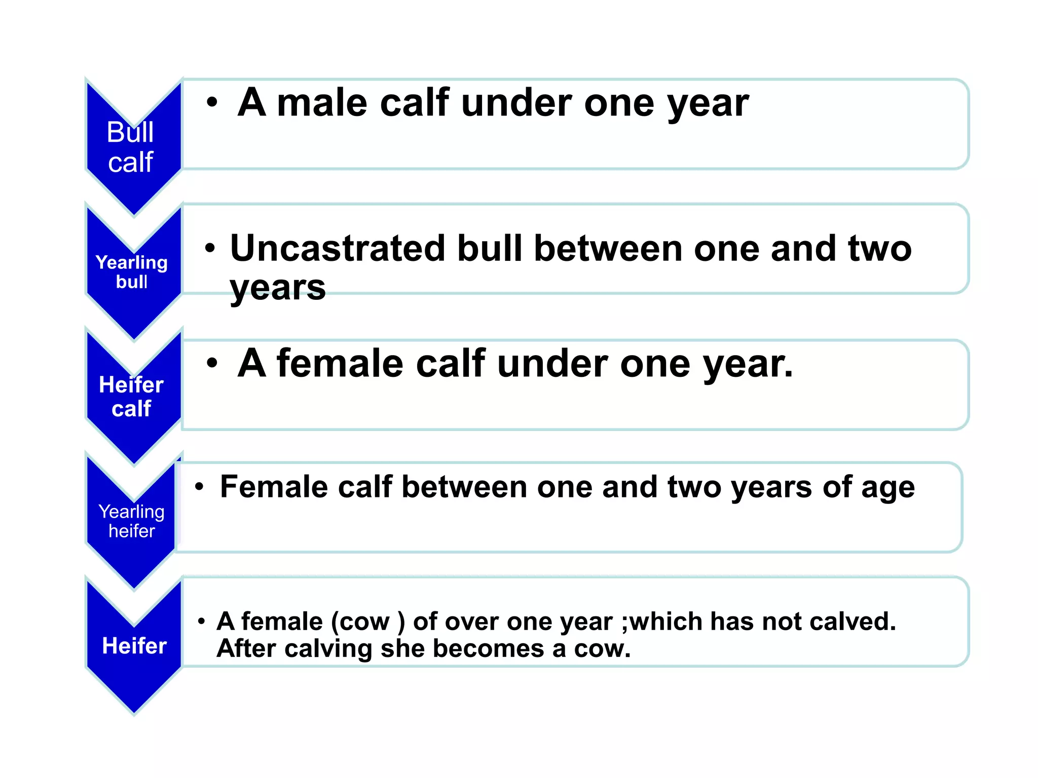 Lecture 1: Cattle Management | PPTX