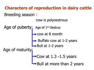 Characters of reproduction in dairy cattle
Breeding season :
cow at 8 month
Buffalo cow at 1-2 years
Age of maturity:
Cow at 1.3 -1.5 years
Bull at more than 2 years
Age of puberty: Age of 1st Oestrus
cow is polyoestrous
Bull at 1-2 years
 