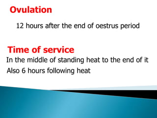 Ovulation
12 hours after the end of oestrus period
Time of service
In the middle of standing heat to the end of it
Also 6 hours following heat
 