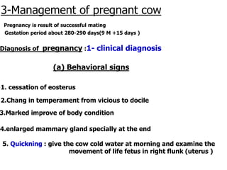 3-Management of pregnant cow
Gestation period about 280-290 days(9 M +15 days )
Pregnancy is result of successful mating
Diagnosis of pregnancy :1- clinical diagnosis
(a) Behavioral signs
1. cessation of eosterus
2.Chang in temperament from vicious to docile
3.Marked improve of body condition
4.enlarged mammary gland specially at the end
5. Quickning : give the cow cold water at morning and examine the
movement of life fetus in right flunk (uterus )
 