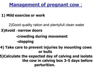 2)Good quality ration and plentyfull clean water
Management of pregnant cow :
1) Mild exercise or work
3)Avoid –narrow doors
-crowding during movement
-slopping
4) Take care to prevent injuries by mounting cows
or bulls
5)Calculate the expected day of calving and isolate
the cow in calving box 3-5 days before
parturition.
 