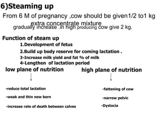 gradually increase .in high producing cow give 2 kg.
6)Steaming up
From 6 M of pregnancy ,cow should be given1/2 to1 kg
extra concentrate mixture
Function of steam up
1.Development of fetus
2.Build up body reserve for coming lactation .
3-Increase milk yield and fat % of milk
4-Lengthen of lactation period
low plane of nutrition high plane of nutrition
-reduce total lactation
-weak and thin new born
-increase rate of death between calves
-fattening of cow
-narrow pelvic
-Dystocia
 