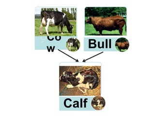 ِCo
w Bull
Calf
 