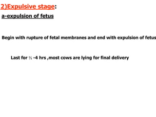 2)Expulsive stage:
a-expulsion of fetus
Begin with rupture of fetal membranes and end with expulsion of fetus
Last for ½ -4 hrs ,most cows are lying for final delivery
 