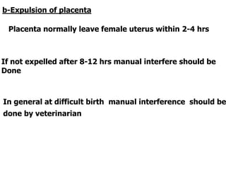 b-Expulsion of placenta
Placenta normally leave female uterus within 2-4 hrs
If not expelled after 8-12 hrs manual interfere should be
Done
In general at difficult birth manual interference should be
done by veterinarian
 