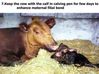 7.Keep the cow with the calf in calving pen for few days to
enhance maternal filial bond
 