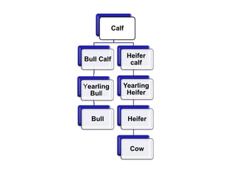 Calf
Bull Calf
Yearling
Bull
Bull
Heifer
calf
Yearling
Heifer
Heifer
Cow
 