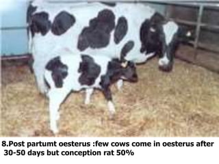 8.Post partumt oesterus :few cows come in oesterus after
30-50 days but conception rat 50%
 