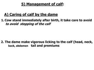 5) Management of calf:
A) Caring of calf by the dame
1. Cow stand immediately after birth, it take care to avoid
to avoid stepping of the calf
2. The dame make vigorous licking to the calf (head, neck,
back, abdomen tail and premiums
 