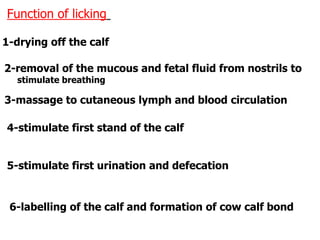 Function of licking
1-drying off the calf
2-removal of the mucous and fetal fluid from nostrils to
stimulate breathing
3-massage to cutaneous lymph and blood circulation
4-stimulate first stand of the calf
5-stimulate first urination and defecation
6-labelling of the calf and formation of cow calf bond
 