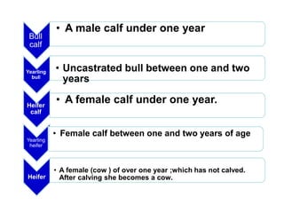Bull
calf
• A male calf under one year
Yearling
bull
• Uncastrated bull between one and two
years
Heifer
calf
• A female calf under one year.
Yearling
heifer
• Female calf between one and two years of age
Heifer
• A female (cow ) of over one year ;which has not calved.
After calving she becomes a cow.
 