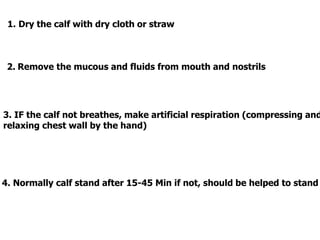 1. Dry the calf with dry cloth or straw
2. Remove the mucous and fluids from mouth and nostrils
3. IF the calf not breathes, make artificial respiration (compressing and
relaxing chest wall by the hand)
4. Normally calf stand after 15-45 Min if not, should be helped to stand
 