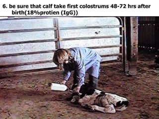 6. be sure that calf take first colostrums 48-72 hrs after
birth(18%protien (IgG))
 