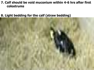 7. Calf should be void muconium within 4-6 hrs after first
colostrums
8. Light bedding for the calf (straw bedding)
 