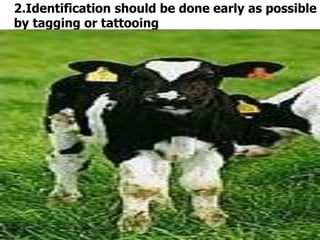 2.Identification should be done early as possible
by tagging or tattooing
 