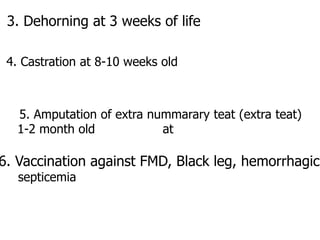 3. Dehorning at 3 weeks of life
4. Castration at 8-10 weeks old
5. Amputation of extra nummarary teat (extra teat)
at1-2 month old
6. Vaccination against FMD, Black leg, hemorrhagic
septicemia
 