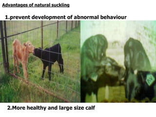 Advantages of natural suckling
1.prevent development of abnormal behaviour
2.More healthy and large size calf
 