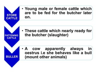 STORE
CATTLE
• Young male or female cattle which
are to be fed for the butcher later
on.
FATTENING
CATTLE
• These cattle which nearly ready for
the butcher (slaughter)
BULLER
• A cow apparently always in
oestrus i.e she behaves like a bull
(mount other animals)
 