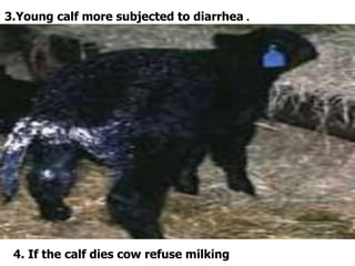 .3.Young calf more subjected to diarrhea
4. If the calf dies cow refuse milking
 