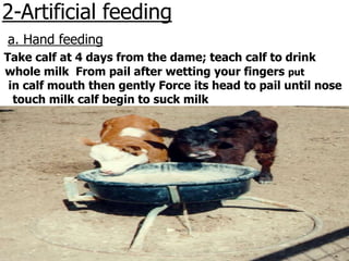 2-Artificial feeding
a. Hand feeding
Take calf at 4 days from the dame; teach calf to drink
whole milk From pail after wetting your fingers put
in calf mouth then gently Force its head to pail until nose
touch milk calf begin to suck milk
 