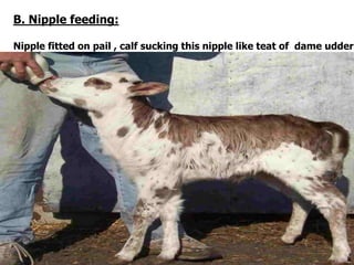 B. Nipple feeding:
Nipple fitted on pail , calf sucking this nipple like teat of dame udder
 