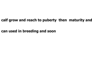 calf grow and reach to puberty then maturity and
can used in breeding and soon
 