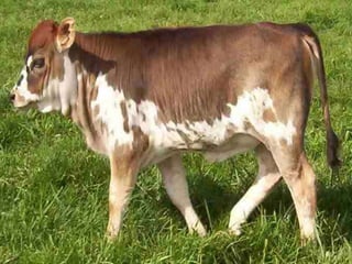 Lecture 1: Cattle Management 