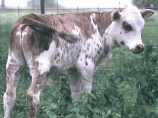 Lecture 1: Cattle Management 