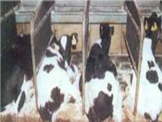 Lecture 1: Cattle Management 