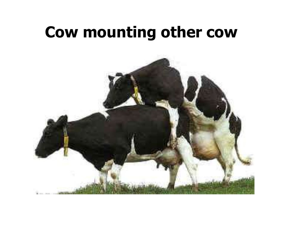 Lecture 1 Cattle Management