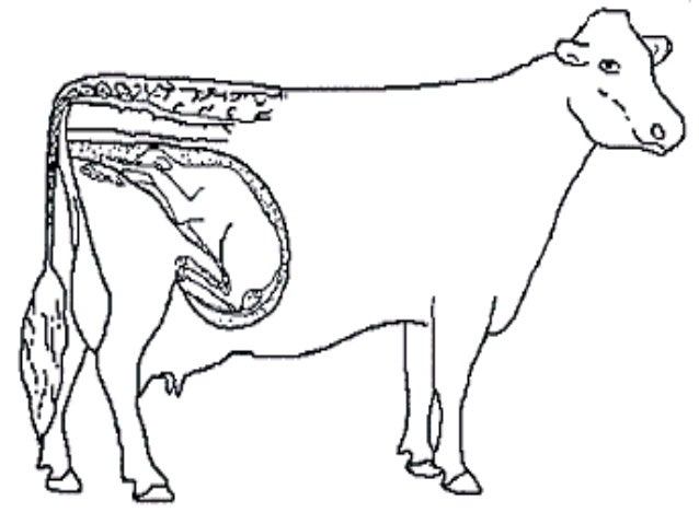 Lecture 1 Cattle Management