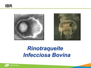 IBR




        Rinotraqueíte
      Infecciosa Bovina
                          3
 