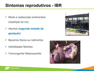Sintomas reprodutivos - IBR

 Morte e reabsorção embrionária
   (repetição de cio)

 Abortos (segunda metade da
   gestação)

 Bezerros fracos ou natimortos

 Infertilidade/ Metrites

 Vulvovaginite/ Balanopostite




                                   5
 