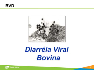 BVD




      Diarréia Viral
         Bovina
                       6
 