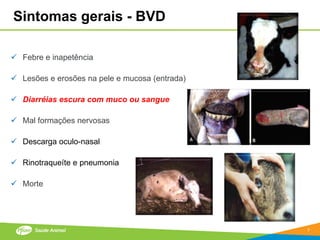 Sintomas gerais - BVD

 Febre e inapetência

 Lesões e erosões na pele e mucosa (entrada)

 Diarréias escura com muco ou sangue

 Mal formações nervosas

 Descarga oculo-nasal

 Rinotraqueíte e pneumonia

 Morte




                                                7
 