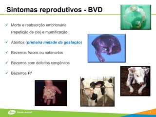 Sintomas reprodutivos - BVD

 Morte e reabsorção embrionária
   (repetição de cio) e mumificação

 Abortos (primeira metade da gestação)

 Bezerros fracos ou natimortos

 Bezerros com defeitos congênitos

 Bezerros PI




                                          8
 