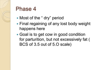 Phase 4Most of the “ dry” periodFinal regaining of any lost body weight happens hereGoal is to get cow in good condition for parturition, but not excessively fat ( BCS of 3.5 out of 5.O scale)