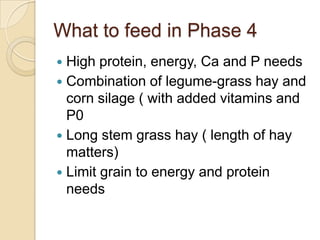 What to feed in Phase 4High protein, energy, Ca and P needsCombination of legume-grass hay and corn silage ( with added vitamins and P0Long stem grass hay ( length of hay matters)Limit grain to energy and protein needs