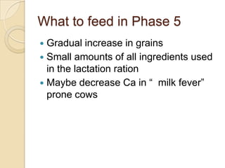 What to feed in Phase 5Gradual increase in grainsSmall amounts of all ingredients used in the lactation rationMaybe decrease Ca in “  milk fever” prone cows