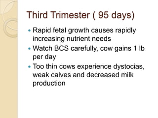 Third Trimester ( 95 days)Rapid fetal growth causes rapidly increasing nutrient needsWatch BCS carefully, cow gains 1 lb per dayToo thin cows experience dystocias, weak calves and decreased milk production