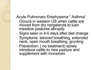 Relieve bloat by inserting stomach tube into rumen and giving anti-foam material ( ex vegetable oil)