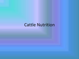 Cattle Nutrition
 