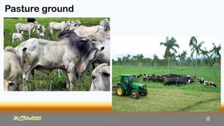 Pasture ground
MLBibat2020 13
MLBibat2020 13
 