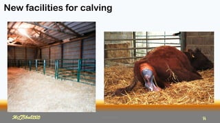 New facilities for calving
MLBibat2020 14
MLBibat2020 14
 
