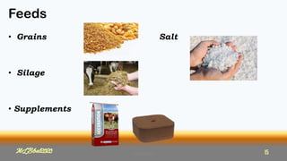 Feeds
MLBibat2020
• Grains Salt
• Silage
• Supplements
MLBibat2020 15
 
