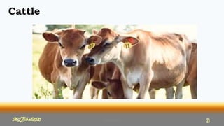 Cattle
MLBibat2020
MLBibat2020 21
 